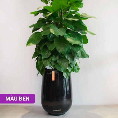 Chậu composite cao cấp Ruby 1133 Lux 56