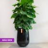 Chậu composite cao cấp Ruby 1133 Lux 56
