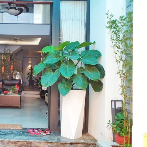 Chậu composite tự dưỡng Diamond 1401 Lux 72