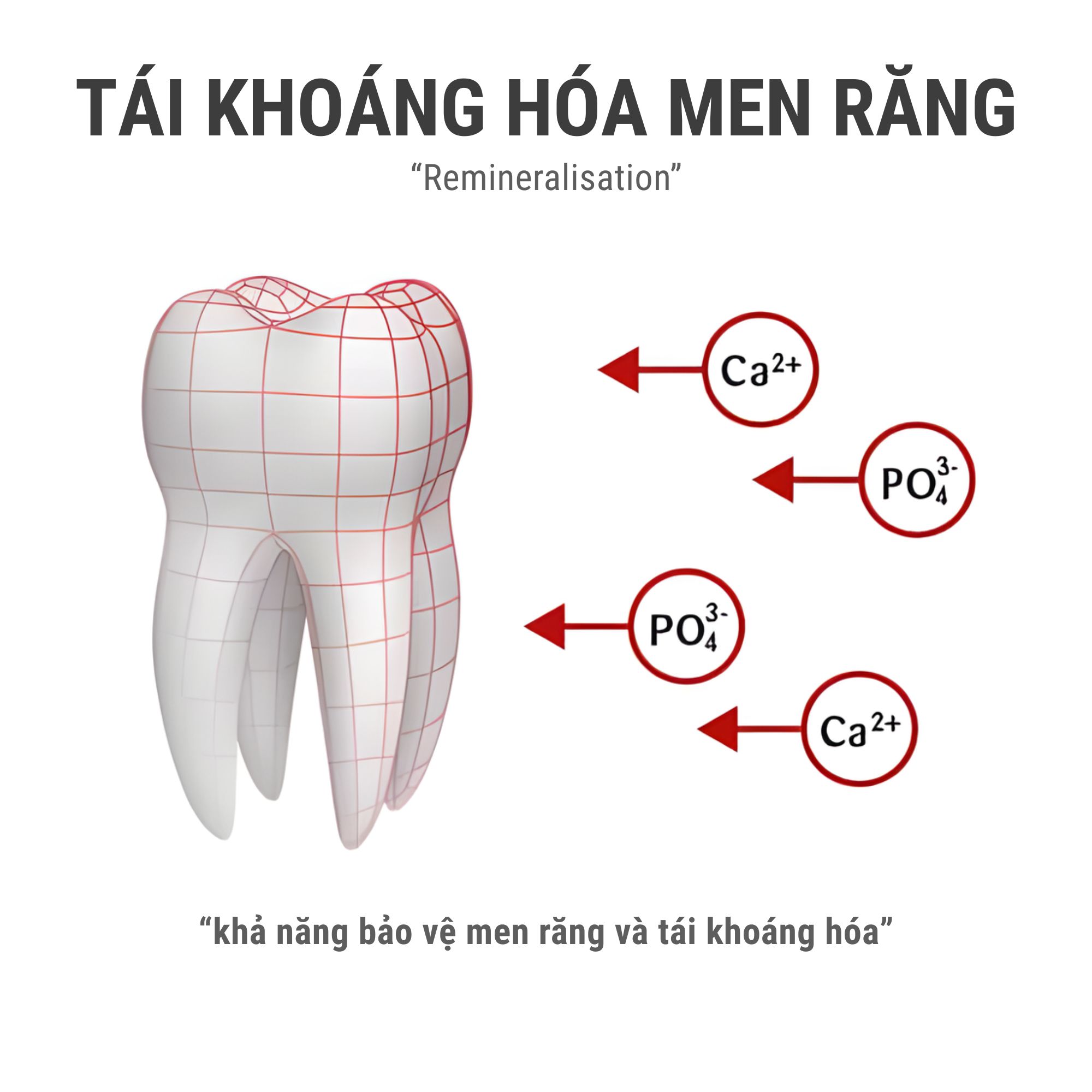 Kem đánh răng AJONA LOẠI BỎ CAO VÀ CHỐNG VIÊM
